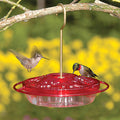Aspects HummZinger Little Fancy Rose Hummingbird Feeder