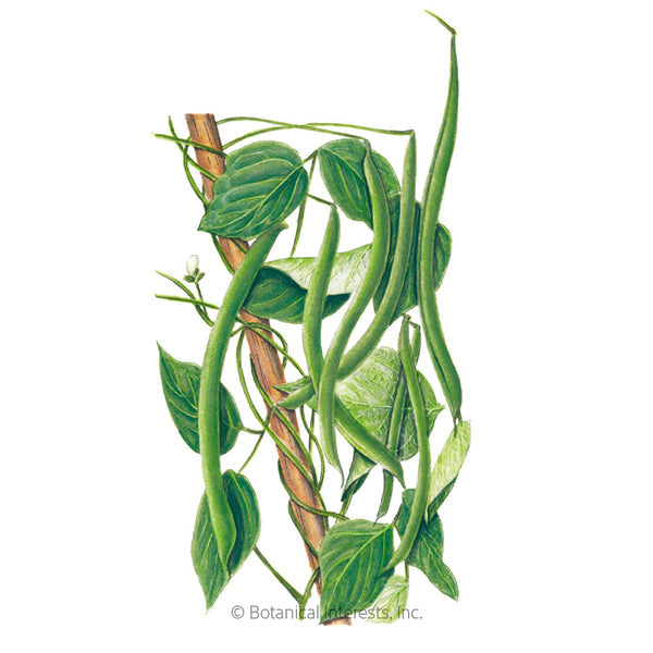 Botanical Interests Blue Lake Pole Bean Seeds