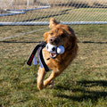 KONG Wubba Sport, Soccer Ball Dog Toy