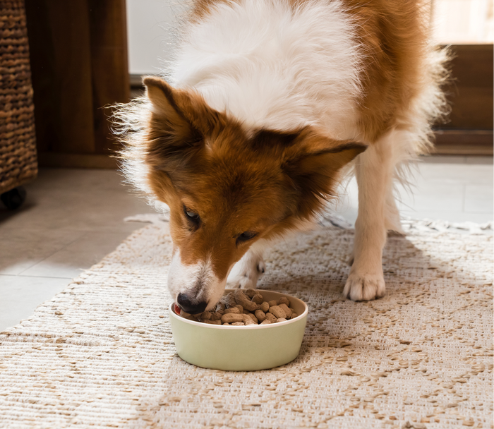 Open Farm Icelandic Herring & Salmon Oil For Dogs