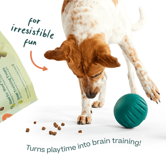 Woof Puzzle Treats Dog Toy